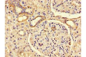 Immunohistochemistry of paraffin-embedded human kidney tissue using ABIN7163181 at dilution of 1:100