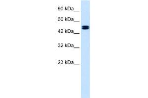 WB Suggested Anti-CLCN6 Antibody Titration:  1. (CLCN6 anticorps  (C-Term))