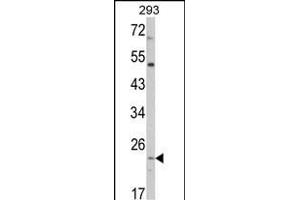 Western blot analysis of ATP5O Antibody (N-term) (ABIN652503 and ABIN2842338) in 293 cell line lysates (35 μg/lane). (ATP5O anticorps  (N-Term))