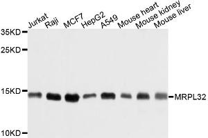 Western blot analysis of extracts of various cell lines, using MRPL32 antibody (ABIN6003723) at 1/1000 dilution. (MRPL32 anticorps)