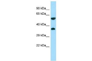 WB Suggested Anti-GPR22 Antibody Titration: 1.