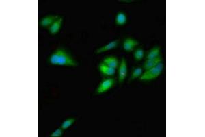 Immunofluorescent analysis of Hela cells using ABIN7154751 at dilution of 1:100 and Alexa Fluor 488-congugated AffiniPure Goat Anti-Rabbit IgG(H+L)