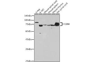 Western blot analysis of extracts of various cell lines, using CD84 antibody (ABIN7266224) at 1:1000 dilution. (CD84 anticorps)