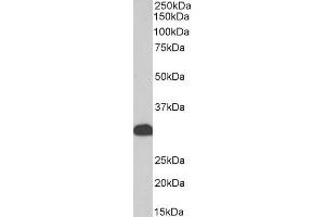 Biotinylated ABIN5539520 (0. (FHL1 anticorps  (Internal Region) (Biotin))