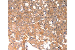 Immunohistochemistry (IHC) image for anti-Osteocalcin (BGLAP) antibody (ABIN2425622) (Osteocalcin anticorps)