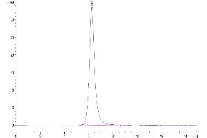 The purity of Human FGFR4 is greater than 95 % as determined by SEC-HPLC.