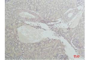 Immunohistochemistry (IHC) analysis of paraffin-embedded Mouse Kidney Tissue using Nrf2 Rabbit Polyclonal Antibody diluted at 1:200.