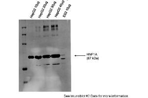 Sample Type: Human Liver Carcinoma (HepG2 lysate)10-40ug lysate/lanePrimary Dilution: 1:1000Secondary: Alexa Fluor 680 Donkey Anti-Rabbit IgG Invitrogen Secondary Dilution: 1:30,000