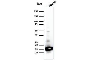 Western Blot Analysis of Heart tissue lysate using Cytochrome C Mouse Monoclonal Antibody (SPM389).
