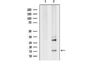 Western blot analysis of lysates from RAW264.