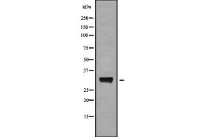 Western blot analysis of CD200 using HepG2 whole cell lysates (CD200 anticorps  (N-Term))