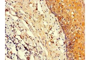 Immunohistochemistry of paraffin-embedded human tonsil tissue using ABIN7164047 at dilution of 1:100 (Oct-2 anticorps  (AA 277-389))