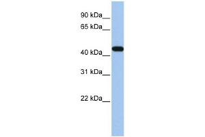 WB Suggested Anti-GATA3 Antibody Titration: 0. (GATA3 anticorps  (N-Term))