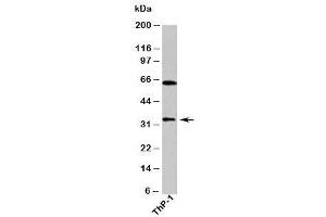 Western blot testing of human samples with DUSP13 antibody at 1ug/ml. (DUSP13 anticorps)
