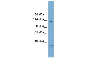 WB Suggested Anti-ARID5B Antibody Titration:  0. (ARID5B anticorps  (C-Term))