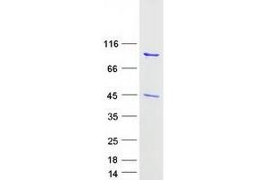 Validation with Western Blot