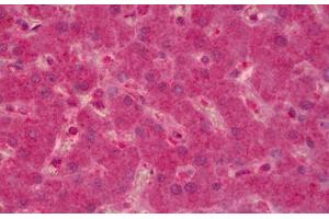 Anti-PTPN12 antibody IHC staining of human liver. (PTPN12 anticorps)