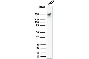 Western Blot Analysis of human HeLa cell lysate using Spectrin beta III Mouse Monoclonal Antibody (SPTBN2/1582).