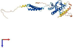 AlphaFold protein structure predicition of Human Recombinant BVES Protein, UniprotID Q8NE79
