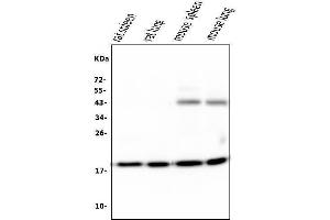 Western blot analysis of Cyclophilin B using anti-Cyclophilin B antibody (ABIN6719475).
