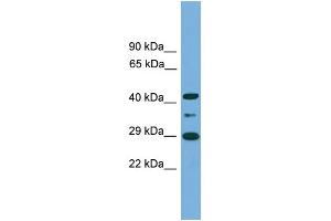 WB Suggested Anti-ENOPH1 Antibody Titration: 0.
