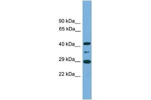 WB Suggested Anti-ENOPH1 Antibody Titration: 0. (MASA anticorps  (Middle Region))