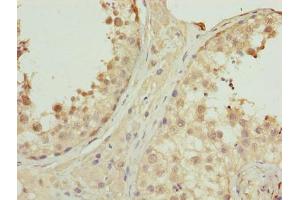 Immunohistochemistry of paraffin-embedded human testis tissue using ABIN7162623 at dilution of 1:100 (PNMA1 anticorps  (AA 151-353))