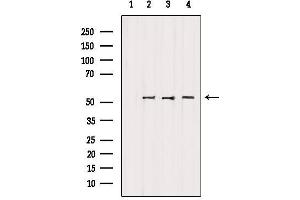 Western blot analysis of extracts from various samples, using FAF2 Antibody. (FAF2 anticorps  (Internal Region))