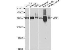 Western blot analysis of extracts of various cell lines, using DDB1 Antibody. (DDB1 anticorps)