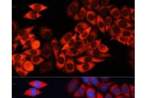 Immunofluorescence analysis of HeLa cells using EIF3B Polyclonal Antibody at dilution of 1:100 (40x lens). (EIF3B anticorps)
