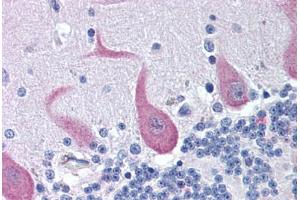 Human Brain, Cerebellum (formalin-fixed, paraffin-embedded) stained with FAIM2 antibody ABIN292115 at 10 ug/ml followed by biotinylated goat anti-rabbit IgG secondary antibody ABIN481713, alkaline phosphatase-streptavidin and chromogen. (FAIM2 anticorps  (AA 1-50))