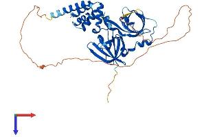 AlphaFold protein structure predicition of Human Recombinant MNDA Protein, UniprotID P41218