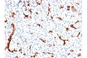Formalin-fixed, paraffin-embedded human Pancreas stained with MUC6 Rabbit Recombinant Monoclonal Antibody (MUC6/1553R). (Recombinant MUC6 anticorps)
