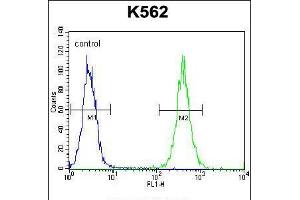 Flow cytometric analysis of K562 cells (right histogram) compared to a negative control cell (left histogram). (AGO2 anticorps  (N-Term))