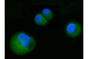 IF analysis of ABP1/AOC1 using anti-ABP1/AOC1 antibody (ABIN7600040). (DAO anticorps  (AA 140-180))