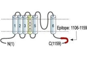 Representative domain view of the target of ABIN7043544.