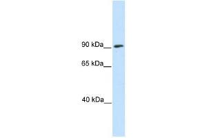 Western Blot showing SREBF1 antibody used at a concentration of 1-2 ug/ml to detect its target protein. (SREBF1 anticorps  (N-Term))
