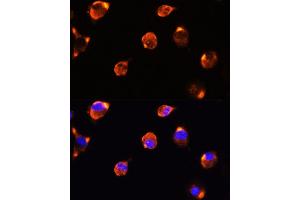 Immunofluorescence analysis of L929 cells using MFGE8 antibody (ABIN6128291, ABIN6143792, ABIN6143794 and ABIN6215931) at dilution of 1:100.