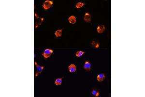Immunofluorescence analysis of L929 cells using MFGE8 antibody (ABIN6128291, ABIN6143792, ABIN6143794 and ABIN6215931) at dilution of 1:100. (MFGE8 anticorps  (AA 1-200))