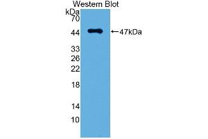 Detection of Recombinant PDPN, Mouse using Polyclonal Antibody to Podoplanin (PDPN) (Podoplanin anticorps  (AA 23-138))
