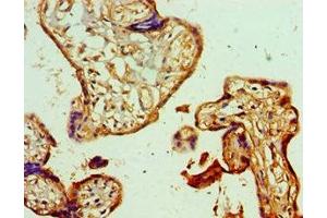 Immunohistochemistry of paraffin-embedded human placenta tissue using ABIN7154112 at dilution of 1:100