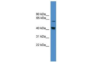WB Suggested Anti-EIF2AK2 Antibody Titration:  0. (EIF2AK2 anticorps  (Middle Region))