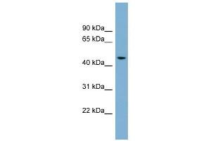 ACTR3B antibody used at 1 ug/ml to detect target protein.