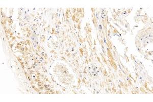 Detection of CA4 in Human Placenta Tissue using Monoclonal Antibody to Carbonic Anhydrase IV (CA4)