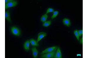 Immunofluorescence staining of HepG2 cells with ABIN7155164 at 1:50, counter-stained with DAPI.