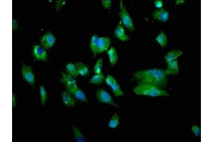 Immunofluorescence staining of Hela cells with ABIN7173795 at 1:333, counter-stained with DAPI.