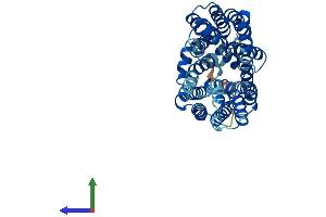 AlphaFold protein structure predicition of Mouse Recombinant Slc16a13 Protein, UniprotID Q8CE94