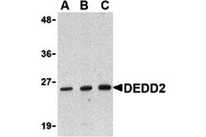 Western Blotting (WB) image for anti-Death Effector Domain Containing 2 (DEDD2) (N-Term) antibody (ABIN1031349) (DEDD2 anticorps  (N-Term))