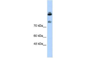 HDLBP antibody used at 0.