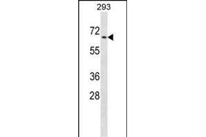 PTPN5 Antibody (N-term) (ABIN1538812 and ABIN2848688) western blot analysis in 293 cell line lysates (35 μg/lane). (PTPN5 anticorps  (N-Term))